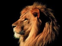 /album/galleria-fotografica/lion-2-jpg/